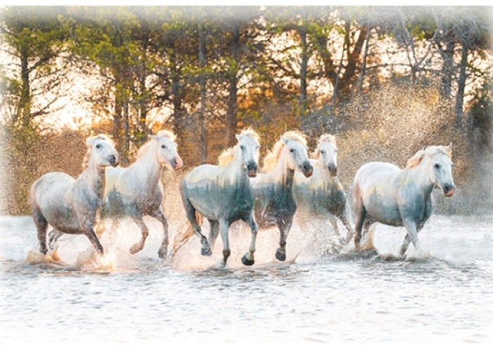 Call of the Wild - Horses Running - Hoffman of California