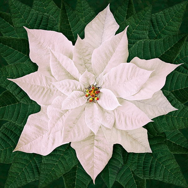 Dream Big Holiday - Poinsettia Panel in White - Hoffman of California Fabrics