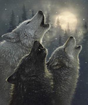 Wild & Playful Wolves Panel  - Riley Blake Designs
